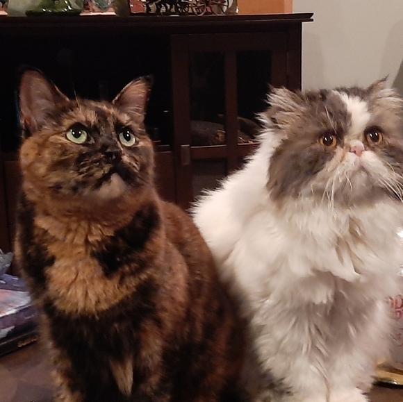 Meet your Posher, Danette - Picture 1 of 6